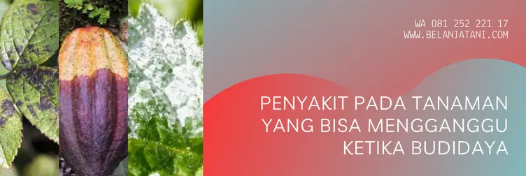 harga copcide 77 wp 1kg, copcide 77 wp, manfaat fungisida copcide 77 wp, dosis fungisida copcide 77 wp, Belanja Tani