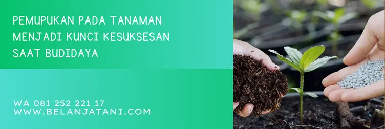 harga pupuk borate, pupuk borate, harga pupuk borat, pupuk borate cap tawon, Belanja Tani