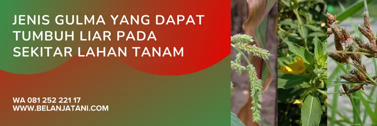 topshot herbisida, dosis topshot per tangki, obat rumput padi tidak mati topshot, dosis herbisida topshot per tangki, Belanja Tani