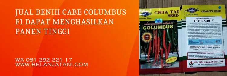 harga bibit cabe columbus, bibit cabe columbus, harga benih cabe columbus, benih cabe columbus, Belanja Tani