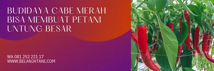 harga bibit cabe columbus, bibit cabe columbus, harga benih cabe columbus, benih cabe columbus, Belanja Tani