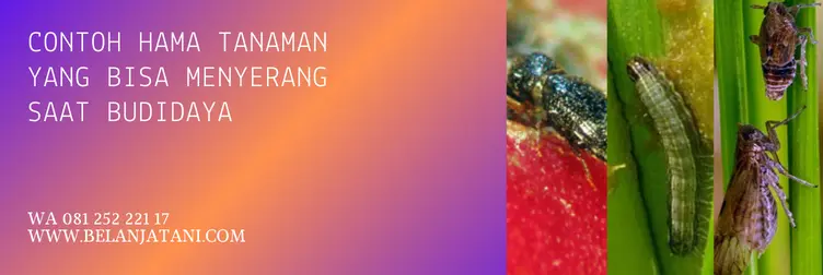 abenz insektisida, harga insektisida abenz, harga abenz, bahan aktif abenz, Belanja Tani