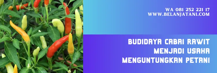 bibit cabe rawit pelita 8 f1, bibit cabe pelita 8 f1, benih cabe rawit pelita 8 f1, harga bibit cabe pelita f1, Belanja Tani