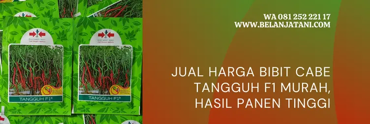 cmk tangguh f1 panah merah, bibit cabe tangguh f1, keunggulan cabe tangguh f1, keunggulan bibit cabe tangguh, Belanja Tani