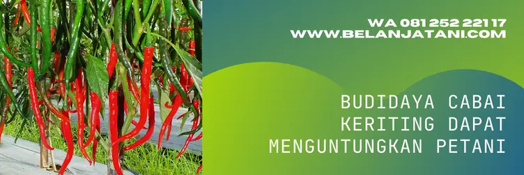 cmk tangguh f1 panah merah, bibit cabe tangguh f1, keunggulan cabe tangguh f1, keunggulan bibit cabe tangguh, Belanja Tani