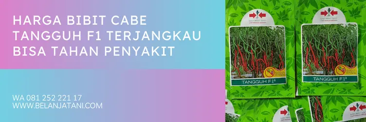 cmk tangguh f1 panah merah, bibit cabe tangguh f1, keunggulan cabe tangguh f1, keunggulan bibit cabe tangguh, Belanja Tani
