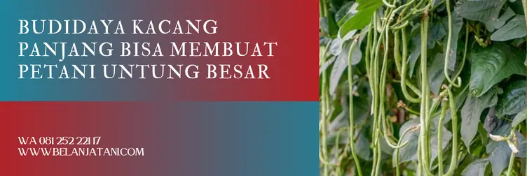 kacang panjang pertiwi, benih kacang panjang pertiwi, harga benih kacang panjang pertiwi, pertiwi kacang panjang, Belanja Tani