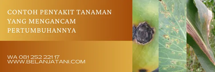 harga infinito, harga fungisida infinito, infinito fungisida, manfaat fungisida infinito, Belanja Tani