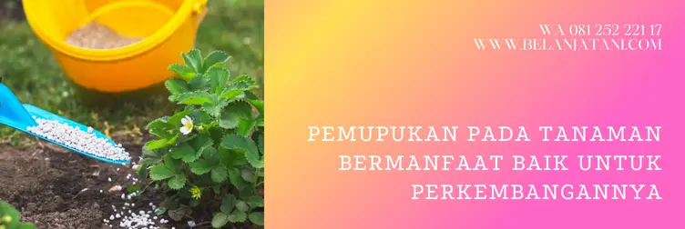 harga kno3 merah, harga pupuk kno3 merah, kno3 merah, kandungan pupuk kno3 merah, Belanja Tani