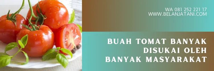 bibit tomat optimis, tomat optimis f1, benih tomat, benih tomat terbaik, Belanja Tani