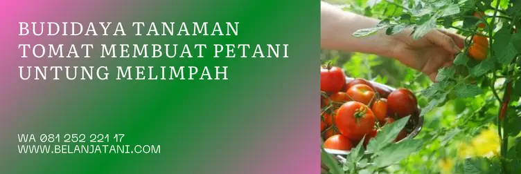 bibit tomat optimis, tomat optimis f1, benih tomat, benih tomat terbaik, Belanja Tani