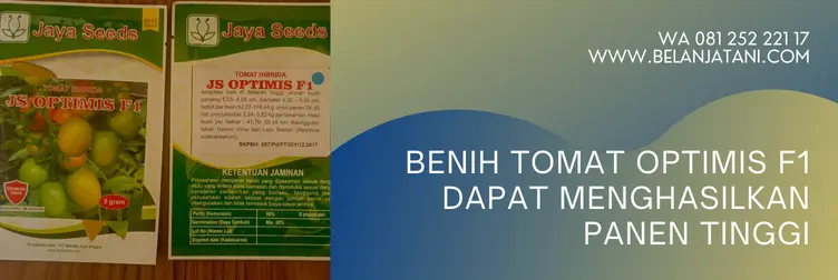 bibit tomat optimis, tomat optimis f1, benih tomat, benih tomat terbaik, Belanja Tani