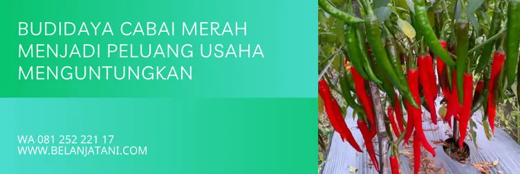 cabe horison 97, horison 97, benih cabe horison 97, harga benih cabe horison 97, Belanja Tani