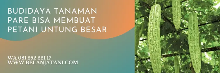 harga bibit pare lipa, bibit pare lipa f1, benih pare lipa, benih pare lipa f1, Belanja Tani