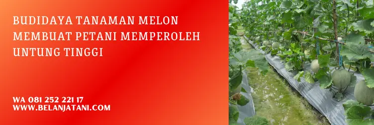 bibit melon amanda tavi, benih melon amanda tavi, harga benih melon amanda, harga bibit melon amanda tavi, Belanja Tani