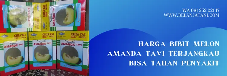 bibit melon amanda tavi, benih melon amanda tavi, harga benih melon amanda, harga bibit melon amanda tavi, Belanja Tani
