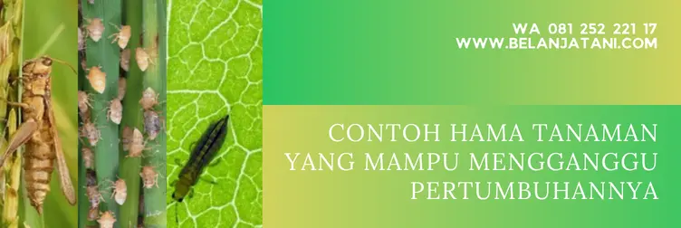 harga confidor, harga confidor cair, insektisida confidor, confidor extra 350 sc, Belanja Tani