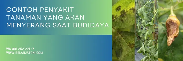 octave fungisida, harga octave, manfaat fungisida octave, bahan aktif fungisida octave, Belanja Tani