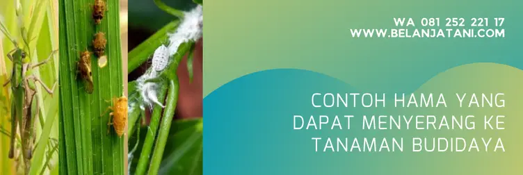 mipcinta, mipcinta 50 wp, harga insektisida mipcinta, harga mipcinta, Belanja Tani