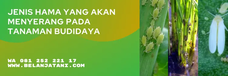 sivanto insektisida, harga sivanto, harga insektisida sivanto, sivanto, Belanja Tani