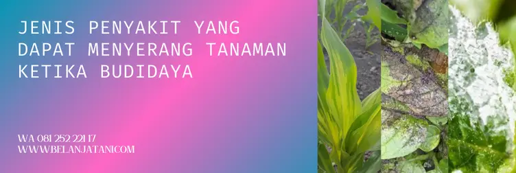 harga trivia, trivia fungisida, trivia, trivia bayer, Belanja Tani