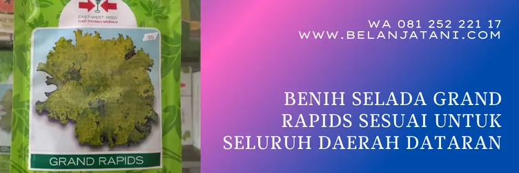 selada grand rapid, benih selada terbaik, harga benih selada, benih selada, Belanja Tani