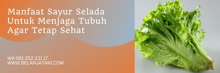 selada grand rapid, benih selada terbaik, harga benih selada, benih selada, Belanja Tani