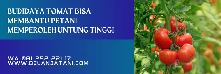 benih tomat tm blazer, tomat blazer, tomat tm blazer, harga bibit tomat tm blazer, Belanja Tani