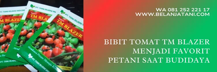 benih tomat tm blazer, tomat blazer, tomat tm blazer, harga bibit tomat tm blazer, Belanja Tani