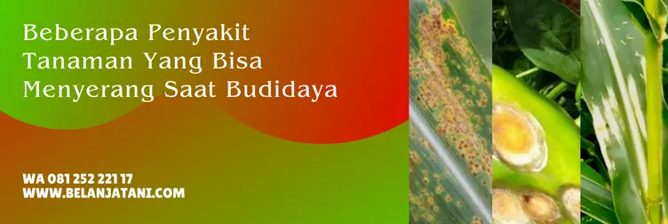 fungisida taft, taft fungisida, fungisida berbahan aktif mankozeb, fungisida mankozeb terbaik, Belanja Tani