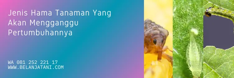 ammate, ammate insektisida, harga ammate 100 ml, harga ammate 50 ml, Belanja Tani