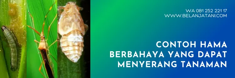 rizotin, harga rizotin, harga insektisida rizotin, rizotin insektisida, Belanja Tani