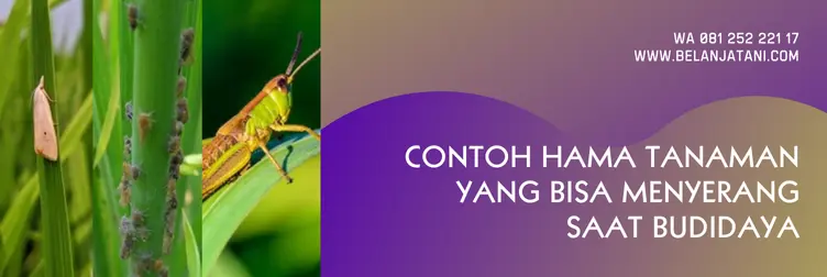 spontan insektisida, harga insektisida spontan, harga spontan, harga obat spontan, Belanja Tani