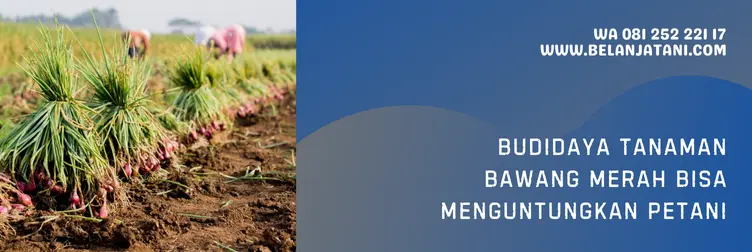 Jual Harga Bibit Bawang Merah Lokananta Terjangkau Menjadi Favorit Petani | Belanja Tani bawang merah lokananta, benih bawang merah lokananta, harga benih bawang merah lokananta, keunggulan bawang merah lokananta, Belanja Tani