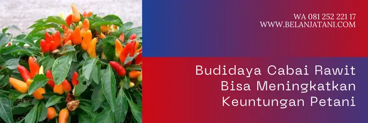 cabe rawit bhaskara f1, benih cabe bhaskara, harga benih cabe bhaskara, keunggulan cabe rawit bhaskara, Belanja Tani