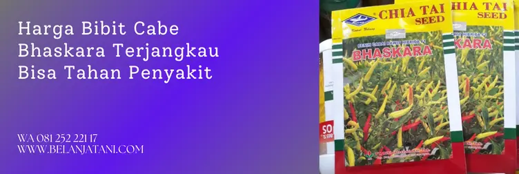 cabe rawit bhaskara f1, benih cabe bhaskara, harga benih cabe bhaskara, keunggulan cabe rawit bhaskara, Belanja Tani