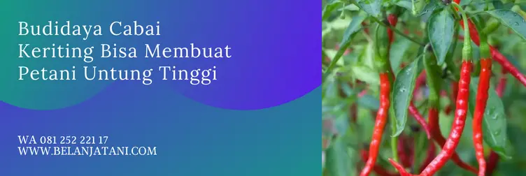 benih cabe or twist 42, harga benih cabe or twist 42, bibit cabe keriting or 42, or twist 42, Belanja Tani