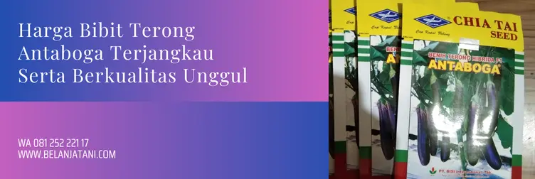 bibit terong antaboga f1, harga terong antaboga, benih terong antaboga, harga benih terong antaboga, Belanja Tani