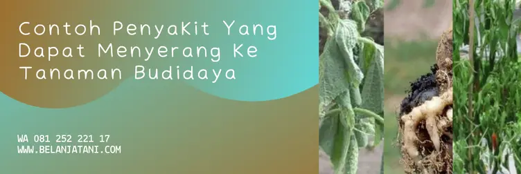 arashi fungisida, bahan aktif fungisida arashi, harga arashi, fungisida sistemik untuk layu fusarium, Belanja Tani