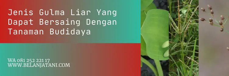 ricestar herbisida, ricestar, harga ricestar, keunggulan herbisida ricestar, Belanja Tani