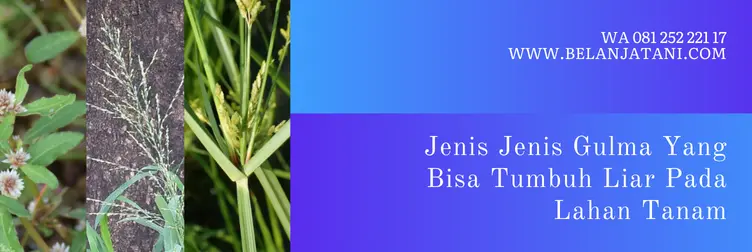starmin, starmin herbisida, harga herbisida starmin, bahan aktif starmin, Belanja Tani