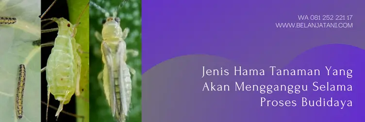 toxedown insektisida, harga insektisida toxedown, dosis insektisida toxedown, bahan aktif insektisida toxedown, Belanja Tani