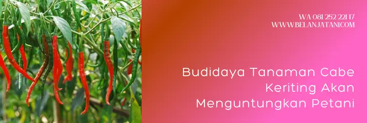 keunggulan cabe djitu, cabe djitu, cabe djitu f1, benih cabe djitu, Belanja Tani
