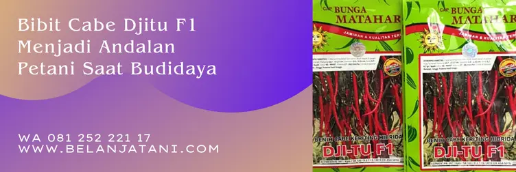 keunggulan cabe djitu, cabe djitu, cabe djitu f1, benih cabe djitu, Belanja Tani