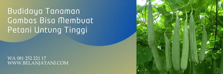 gambas anggun tavi, bibit gambas anggun tavi, budidaya gambas anggun tavi, anggun tavi f1, Belanja Tani
