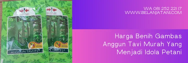 gambas anggun tavi, bibit gambas anggun tavi, budidaya gambas anggun tavi, anggun tavi f1, Belanja Tani