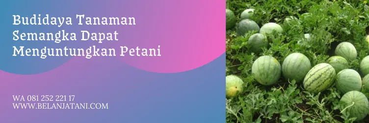 bibit semangka madrid f1, benih semangka madrid, benih semangka madrid f1, semangka madrid, Belanja Tani