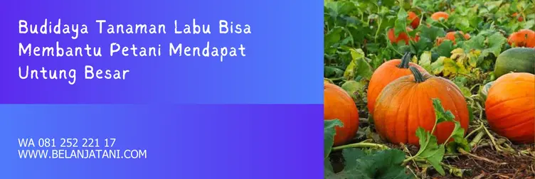 benih labu suprema, jarak tanam labu suprema f1, labu suprema f1, bibit labu kuning, Belanja Tani