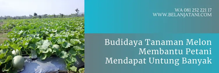 benih melon pertiwi, harga melon pertiwi per kg, melon pertiwi anvi, harga benih melon pertiwi, Belanja Tani