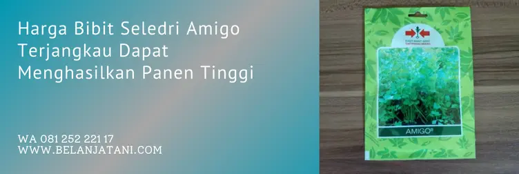 harga bibit seledri, benih seledri amigo, seledri amigo, umur panen seledri amigo, Belanja Tani